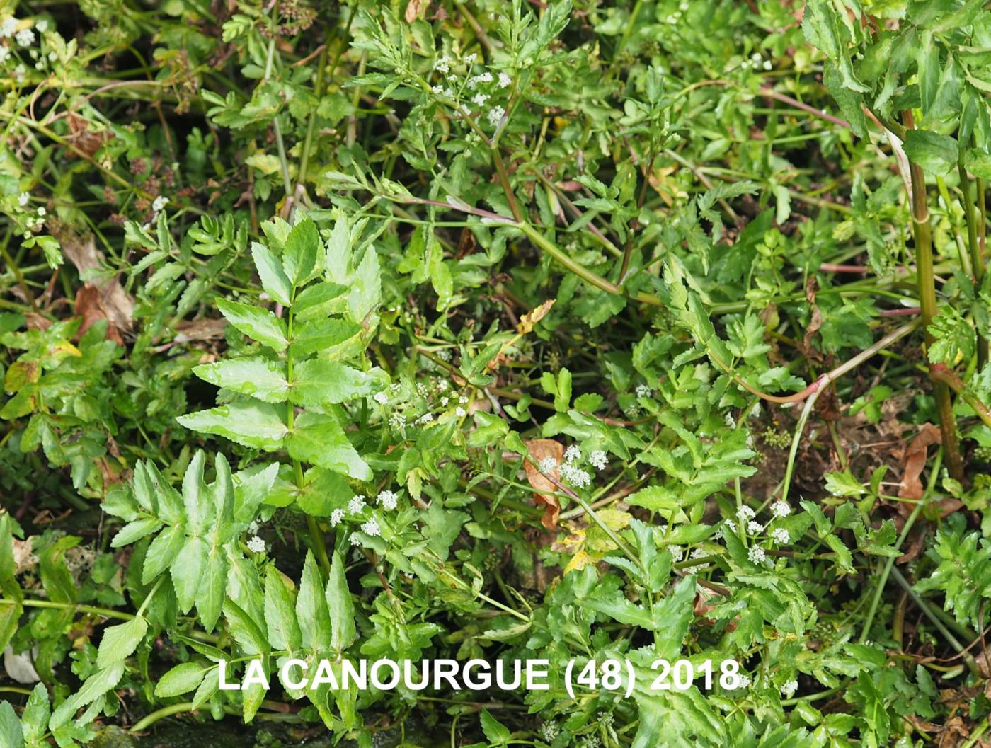 Water-cress, Fools plant